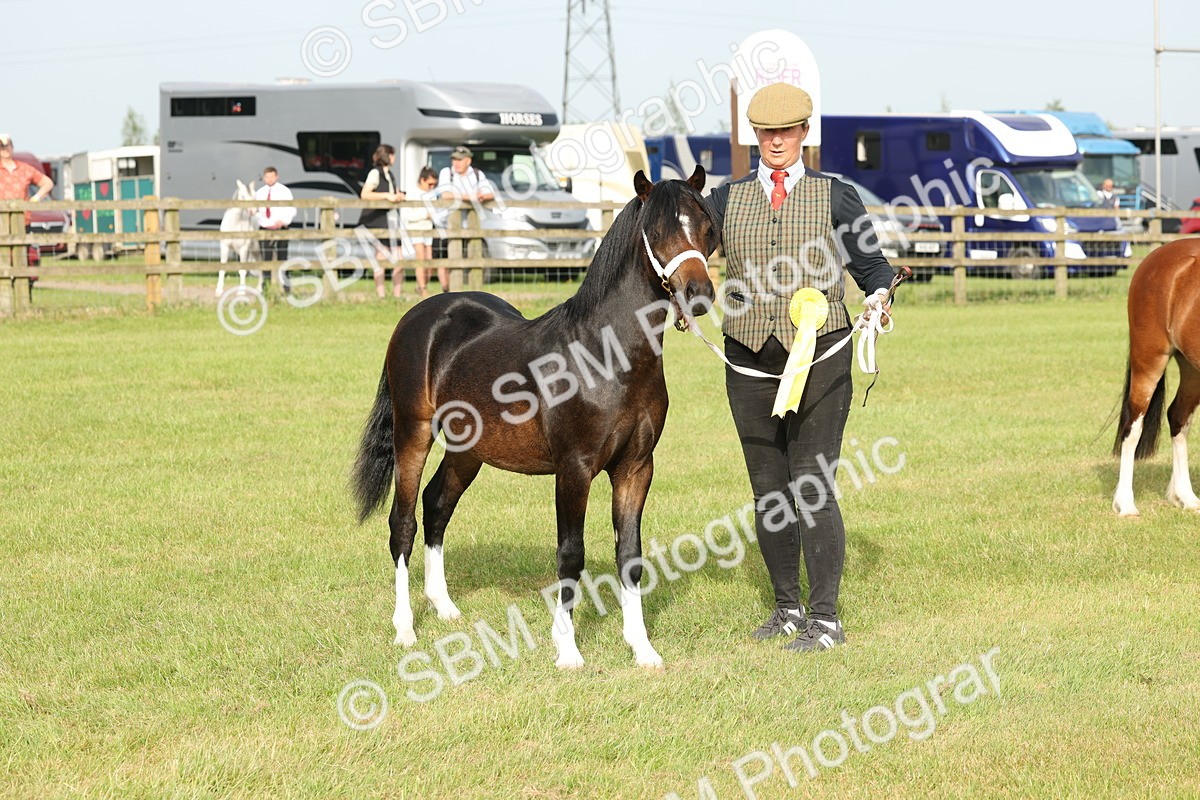 SBM_00456 - Class 6-13 - Mountatin and Moorland In Hand Welsh Breeds