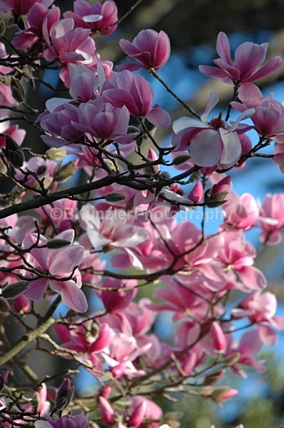  - Golden Gate Park Springtime