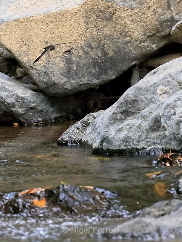 Cave Swiftlet, Gitgit Waterfall, Bali - Cave Swiftlet
