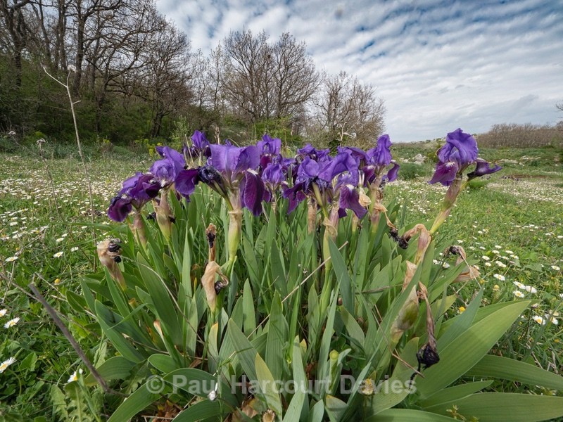 Twin-flowered Iris (Iris bicapitata) usually blue-violet but also in yellow, white and lilac - Gargano - Flowers in the Landscape
