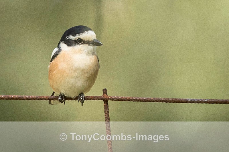 Masked Shrike m - Lesvos ~ Other Birds