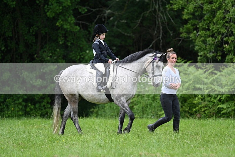 WJ7_3928 - Class 14A Handsome Gelding