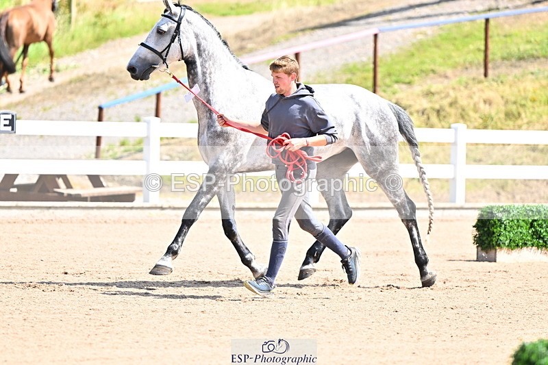 240718A-105238-00955 - Trot Up 11am to 12pm