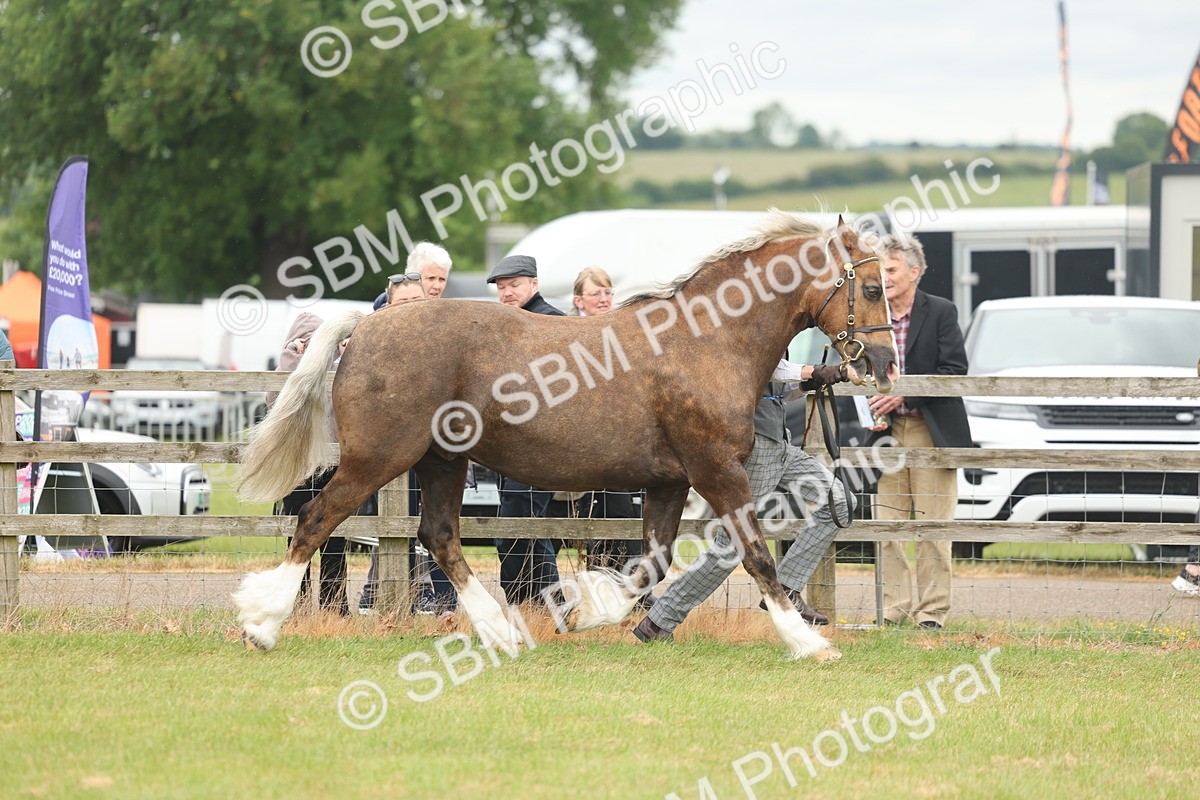 SBM_04904 - Class 50-57 - M&M Welsh Pony In Hand