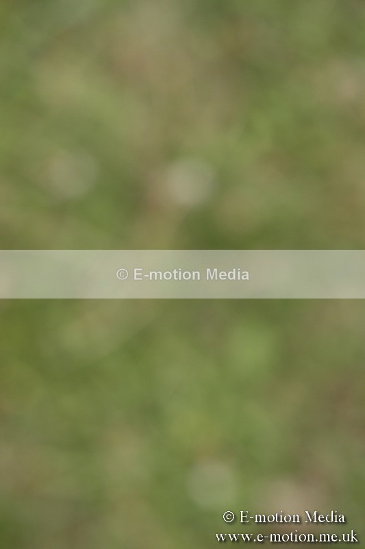 BVR160717-1475 - Class 3 Dressage 16/07/17