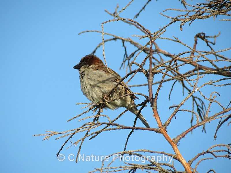 Tree Sparrow - Birds