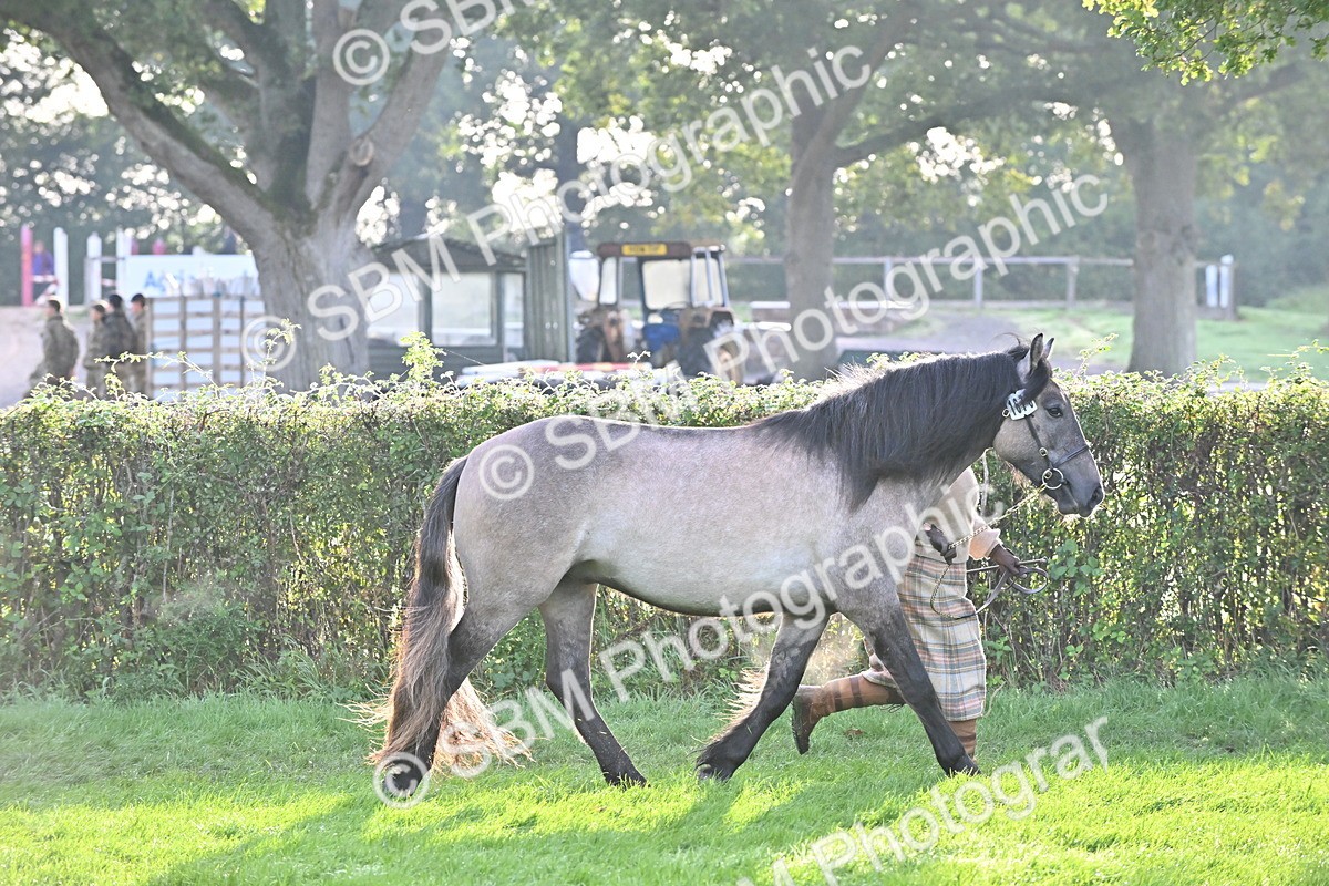 SBM_55308 - S44 - Youngstock In Hand