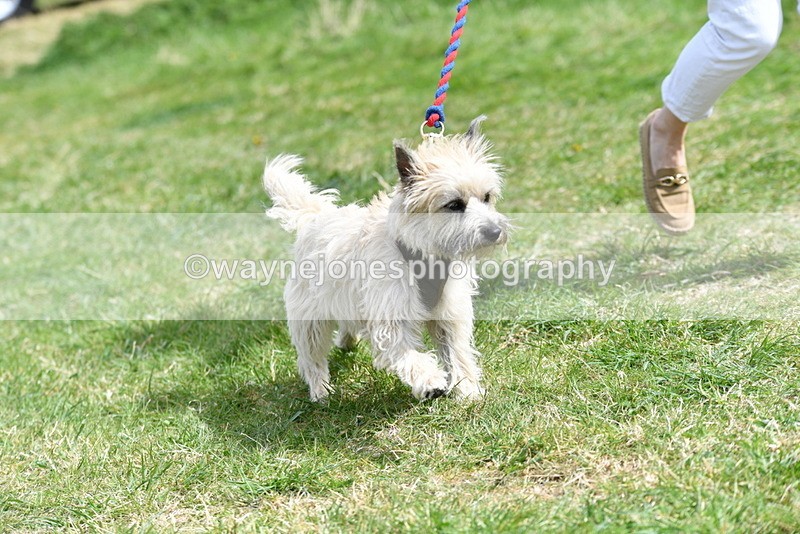 WJ5_0374 - Class 7 Best Terrier