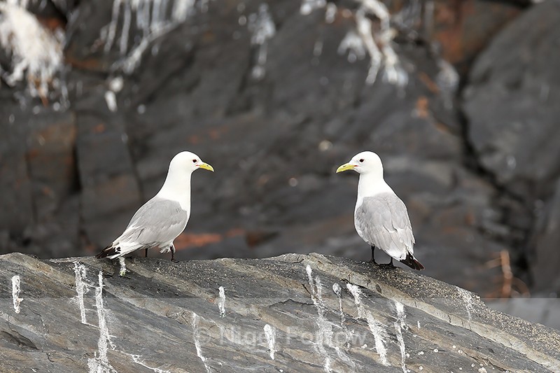 Black-legged Kittiwakes on rock, Whittier, Alaska - Black-legged Kittiwake