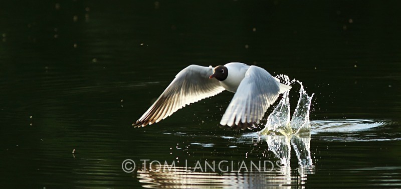 Black-headed Gull - Gulls and Terns