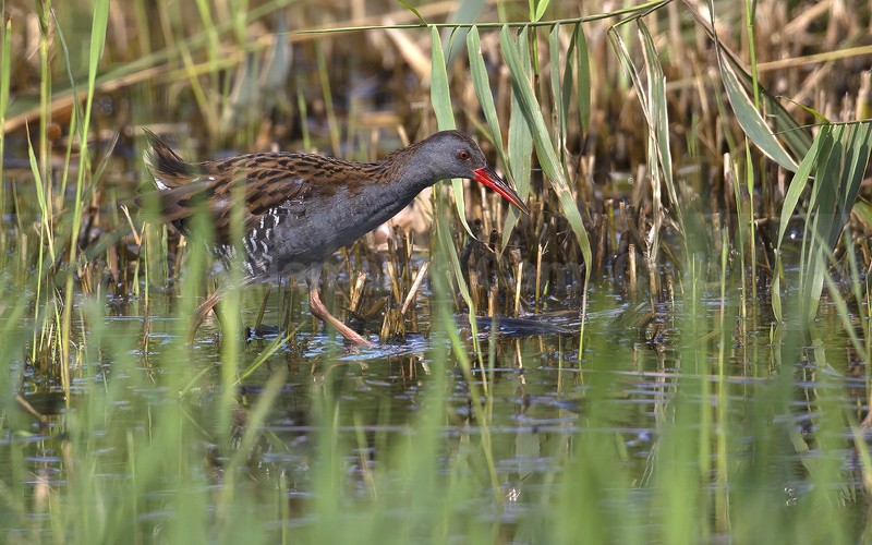WATER RAIL HUNTING - WEBSITE PICTURES