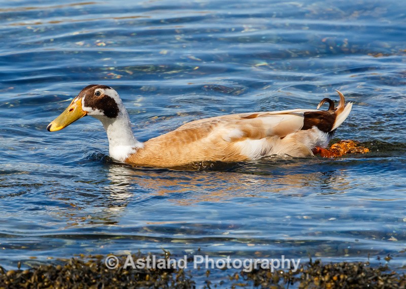 Astland Photography, Bird and Wildlife Images, Susan and Peter Wilson, U.K.