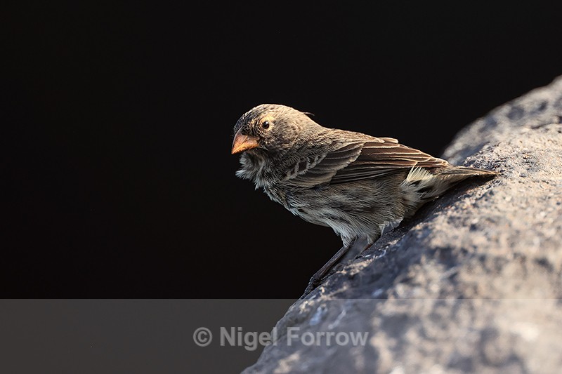Small Ground-Finch (female), Espanola, Galapagos - Small Ground-Finch