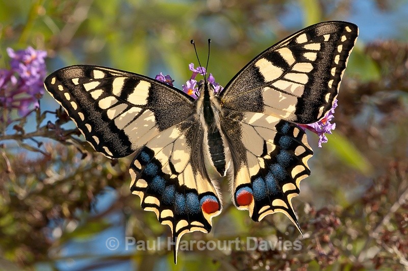  - Bugs: Butterflies
