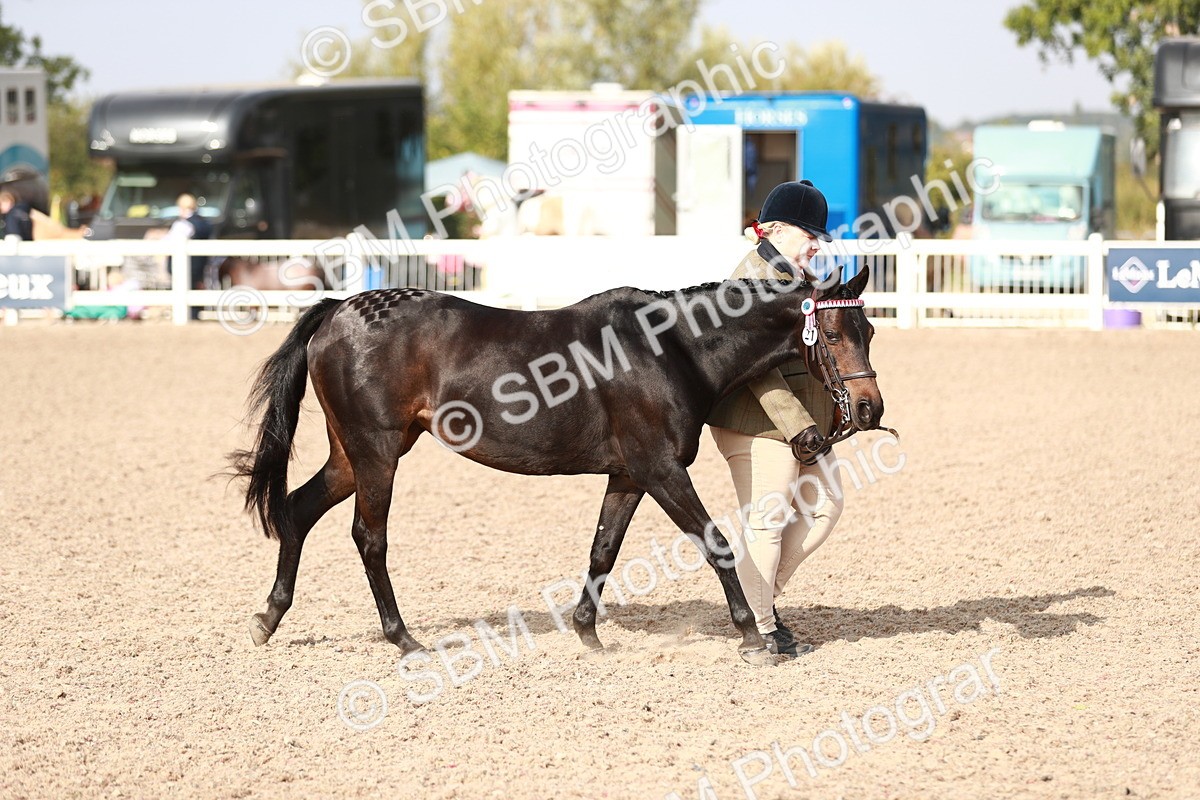 SBM_11025 - Class 205 IH Show Pony/ Show Hunter Pony