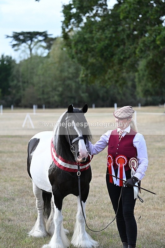 WJ7_8384 - In-hand Championship