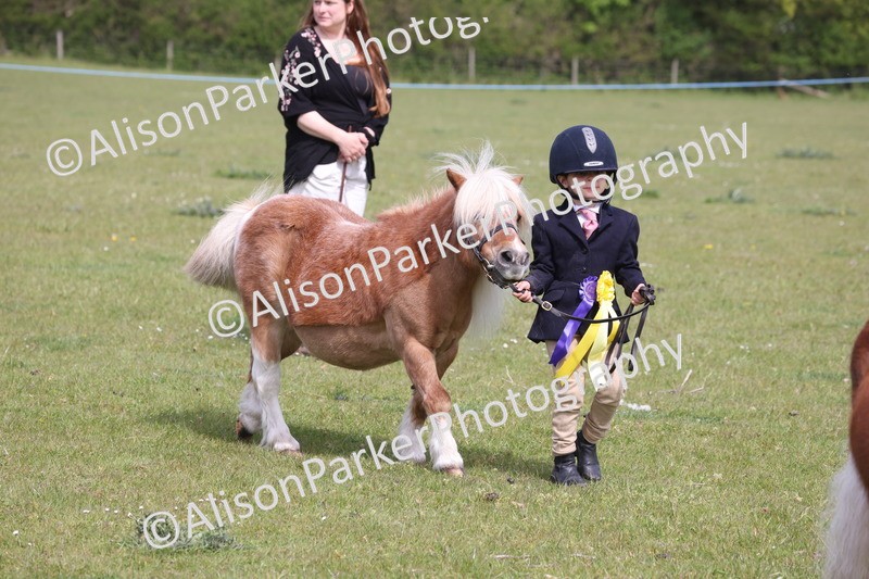 20260426-3246 - Class 26 - Shetland Ponies and Minitures