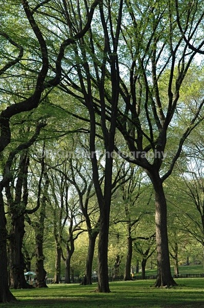  - Central Park Springtime