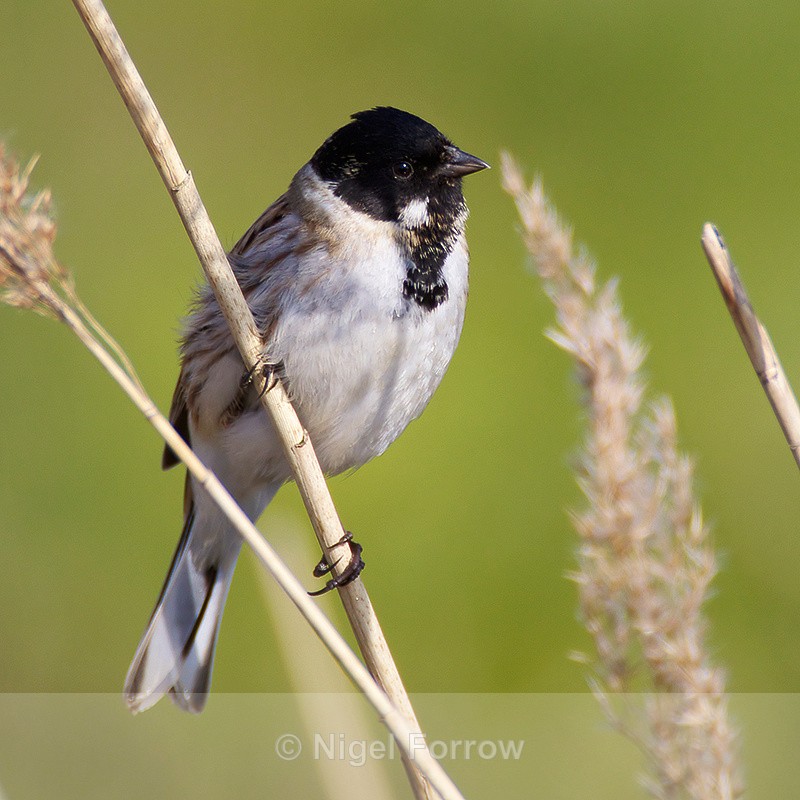 Reed Bunting (male) perched on a reed - Reed Bunting
