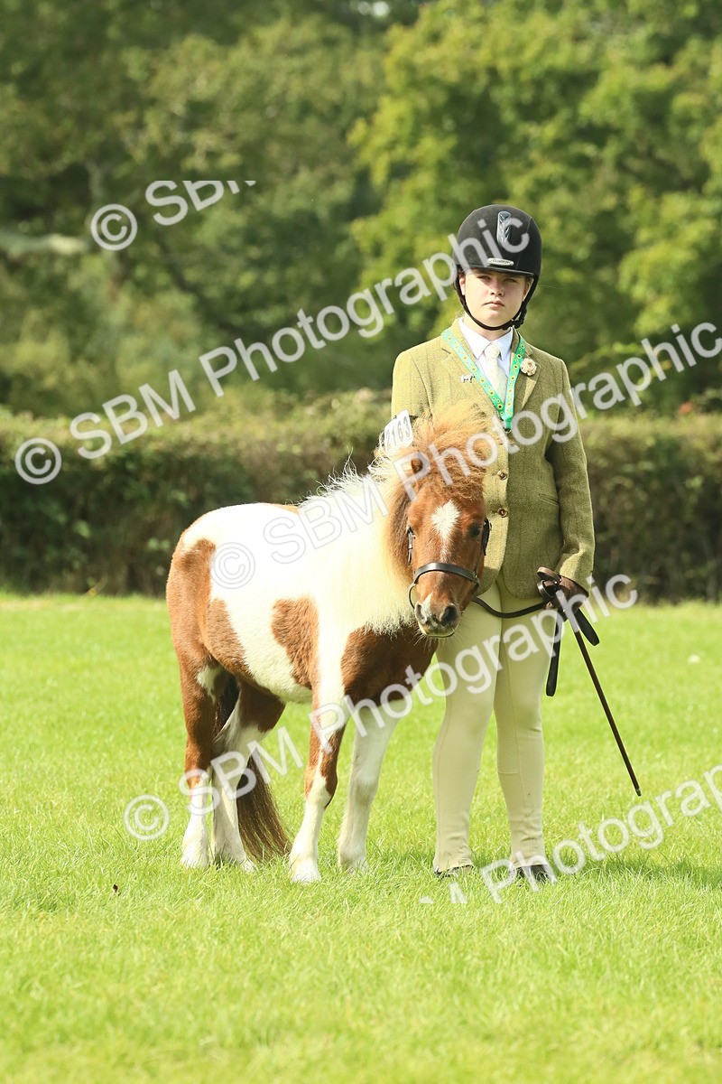 SBM_66692 - S34 - Rehabilitated Rescue Horse & Pony In Hand & Ridden