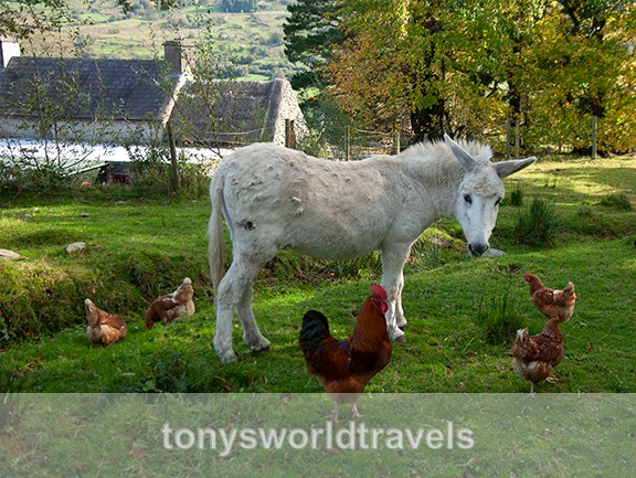 Donkey with Chickens 1, Ireland - IRISH FARM ANIMALS