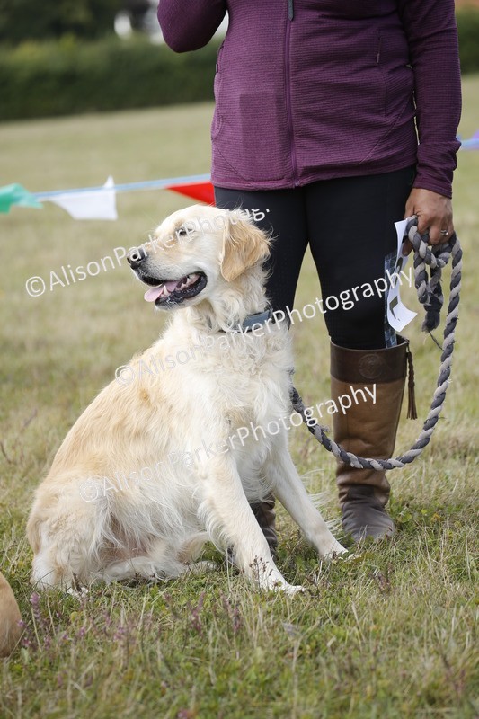 20250831-3638 - Dog Show