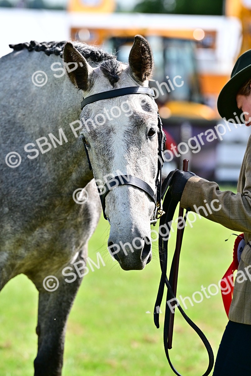 SBM_03345 - Class 50 - 54 Light Horse Breeding