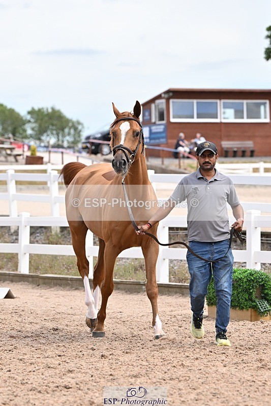 250716-142455-01078 - Trot Up 1.30 to 2.30