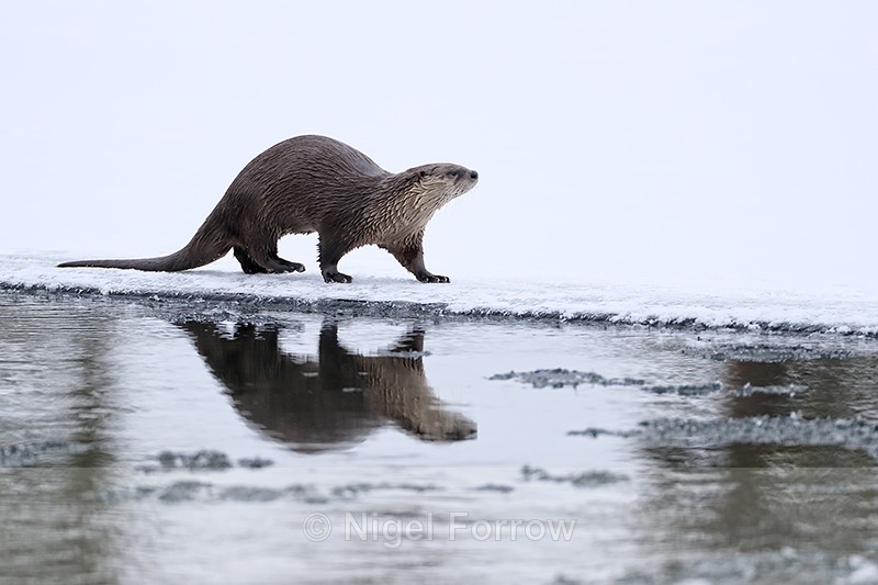 River Otter reflection, Yellowstone, Wyoming, USA - Otter