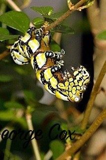 Brahmea hearseyi caterpillar
