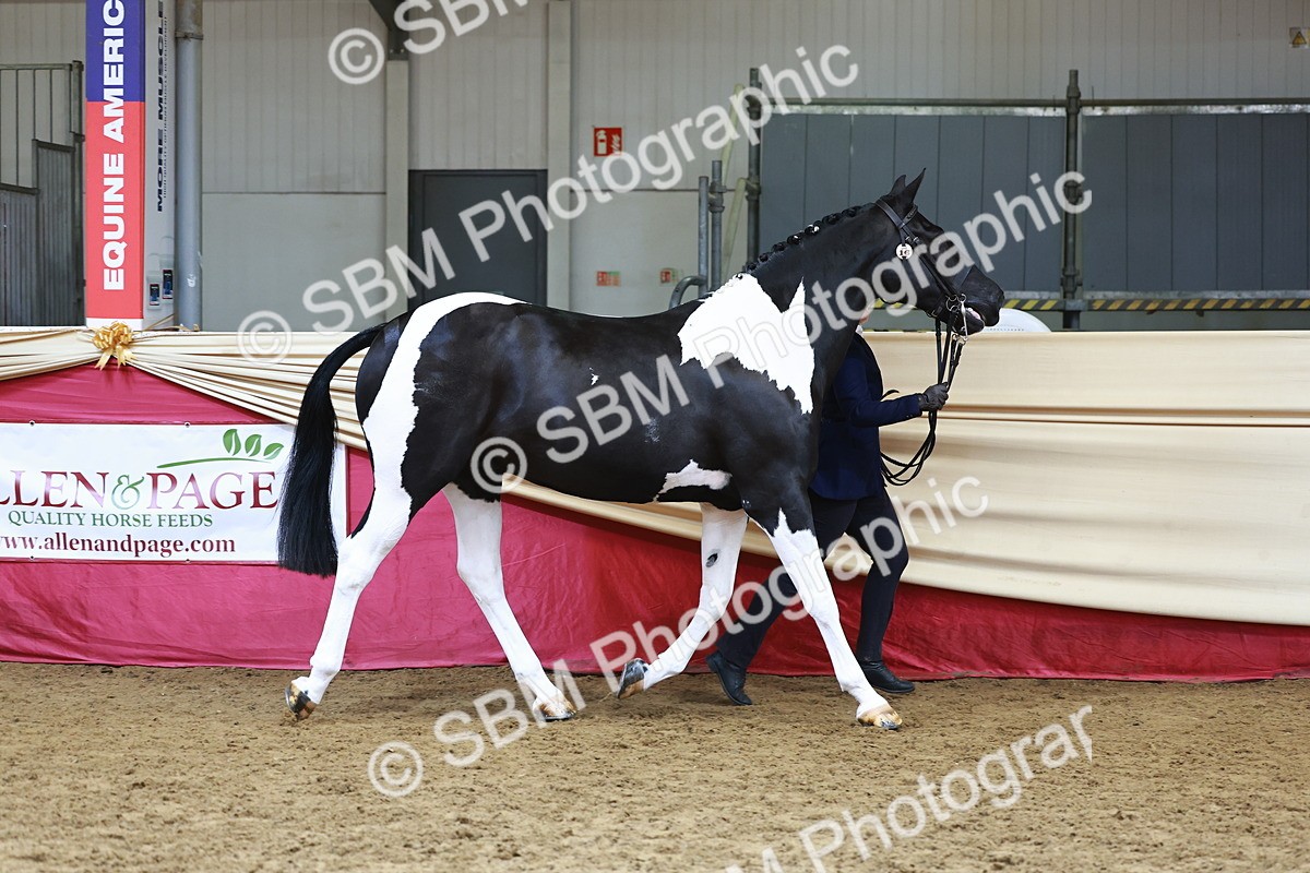 SBM_23201 - Class 903 - Supreme Final - IH Pre Vet