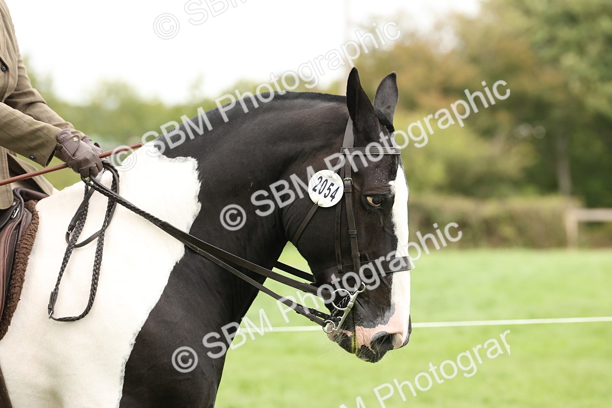 SBM_67199 - S67 - Piebald & Skewbald Horse Ridden