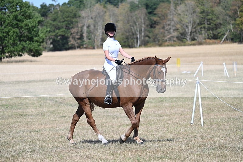 WJ7_1161 - Class 41 Prettiest Mare