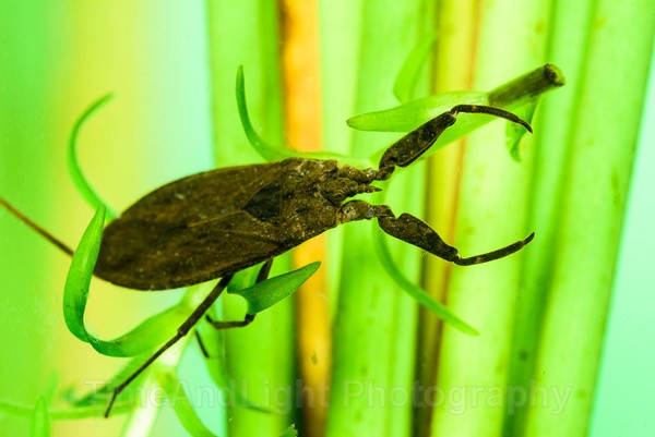 Scorpion bug - Freshwater Life