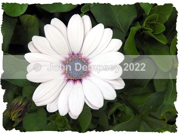 White Lady F - Plants and Insects