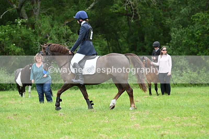 WJ7_4063 - Class 14A Handsome Gelding