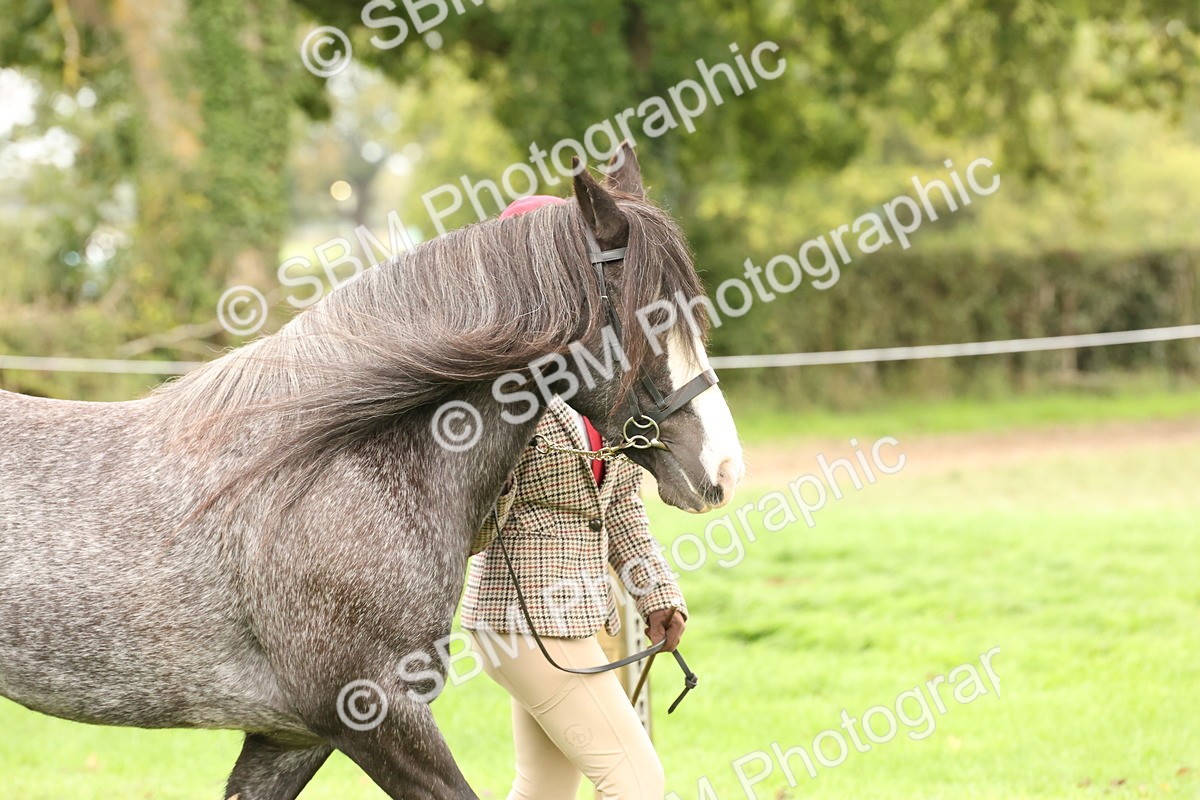 SBM_59217 - S57 - Traditional Cob In Hand