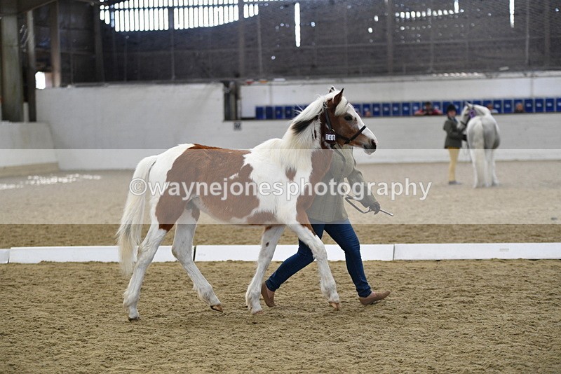 WJ5_4957 - Class 7 In hand coloured / odd coloured