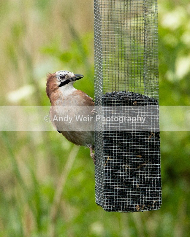 20110611-IMG_5634 - Corvids