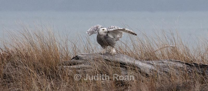  - Snowy Owls
