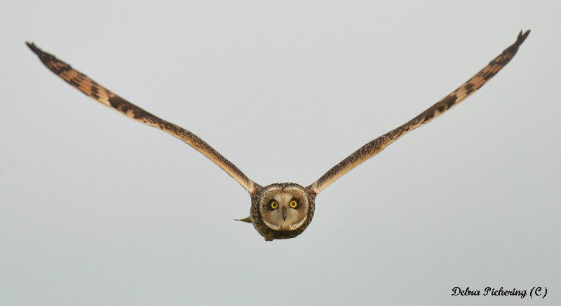 Short-eared owl - Owls