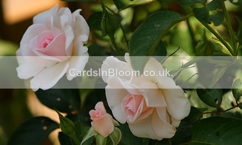 Rose - Peace 3 - ROSES