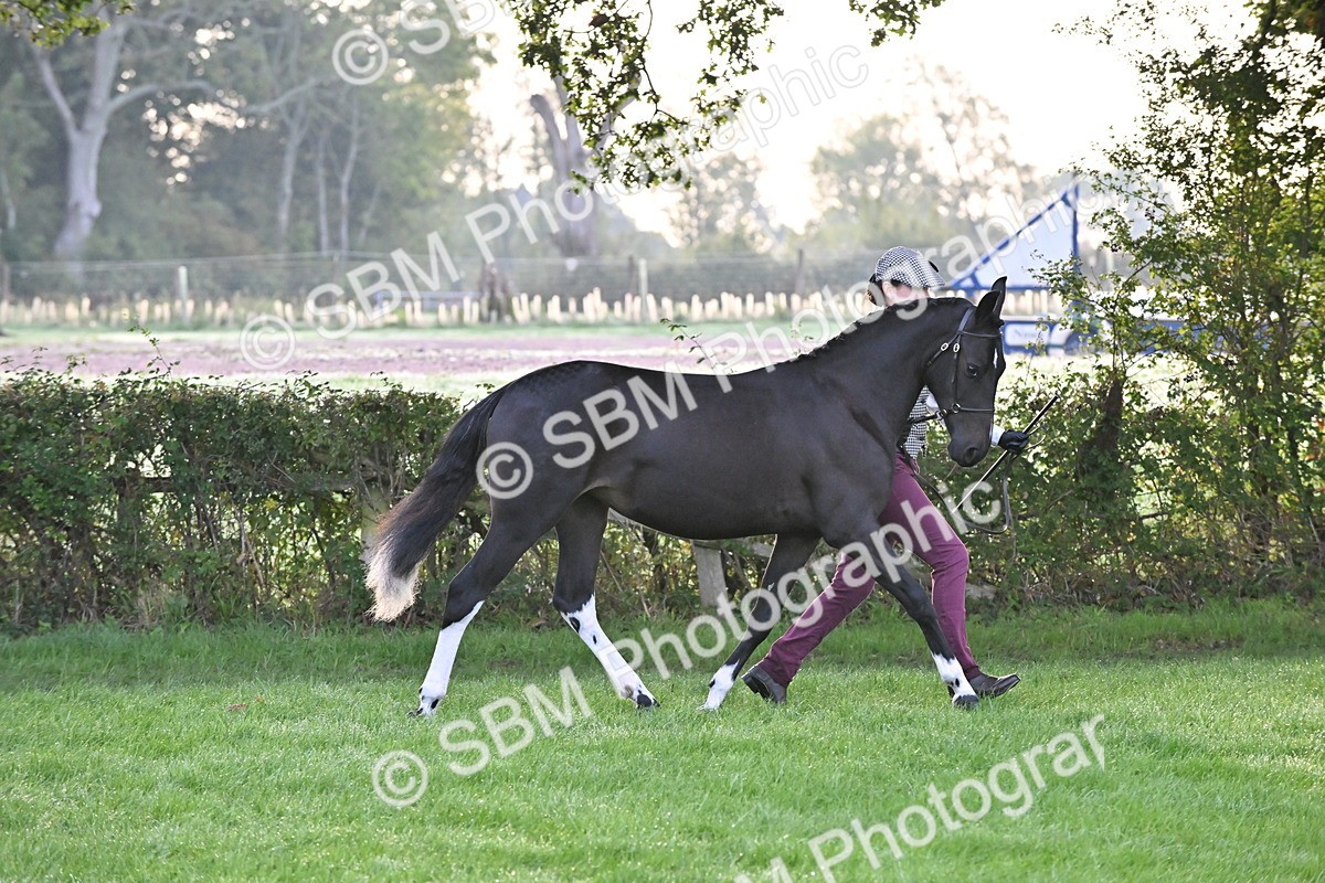 SBM_54597 - S44 - Youngstock In Hand