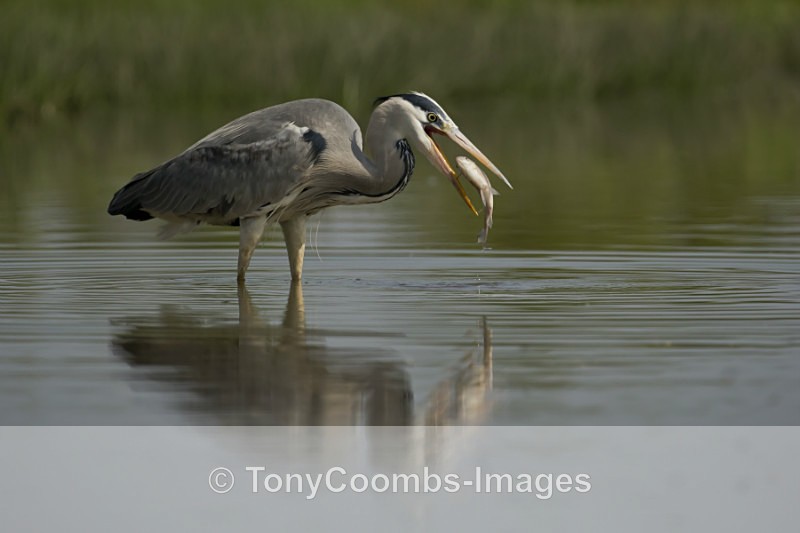 Grey Heron - Egret & Stork Hide
