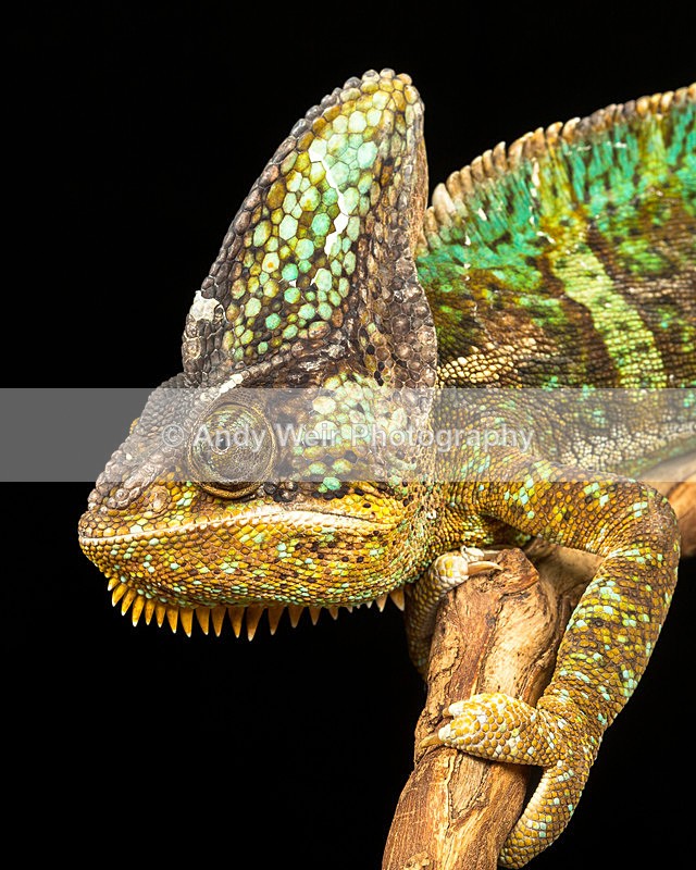 20140120-3K8A8285 - Lizards