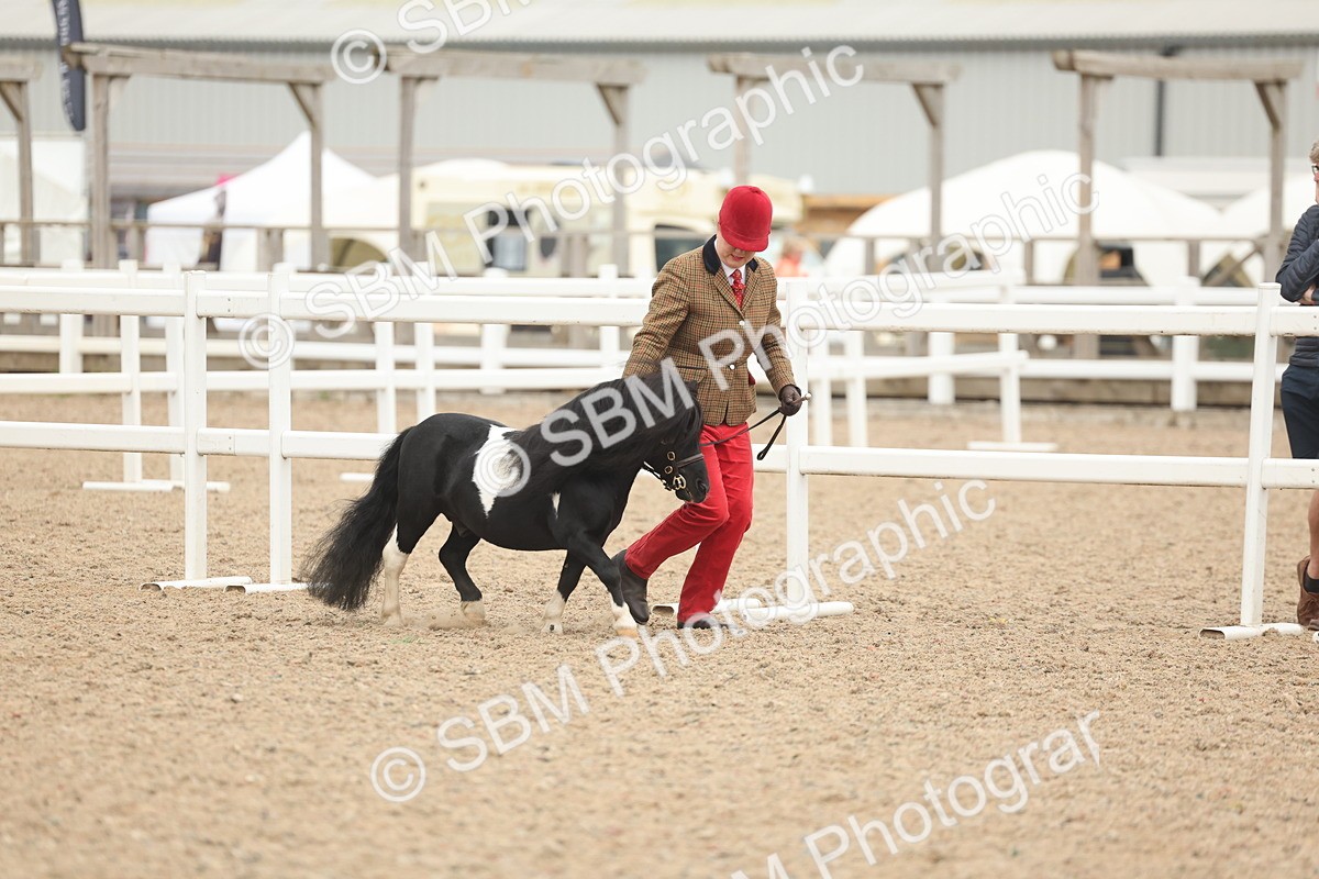 SBM_19237 - Class 317 - IH Pure Bred Horse-Pony
