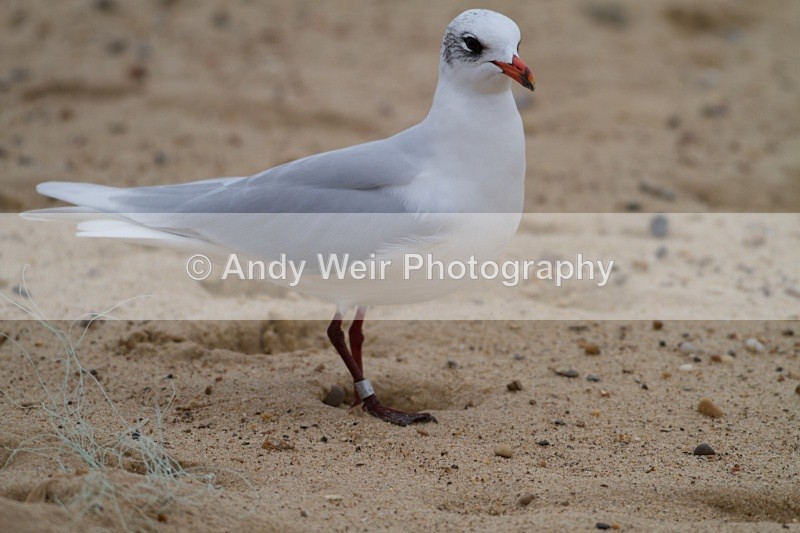 20101128_3702 - Mediterranean Gull
