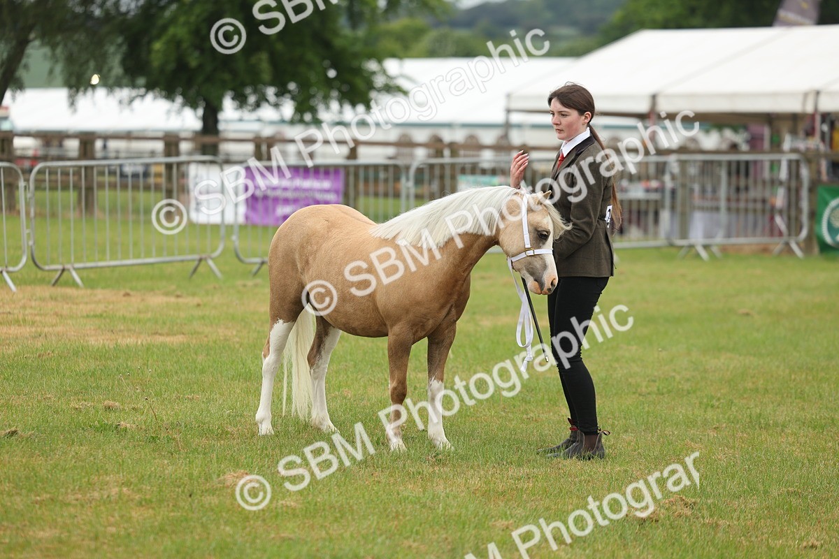 SBM_01371 - Class 50-57 - M&M Welsh Pony In Hand