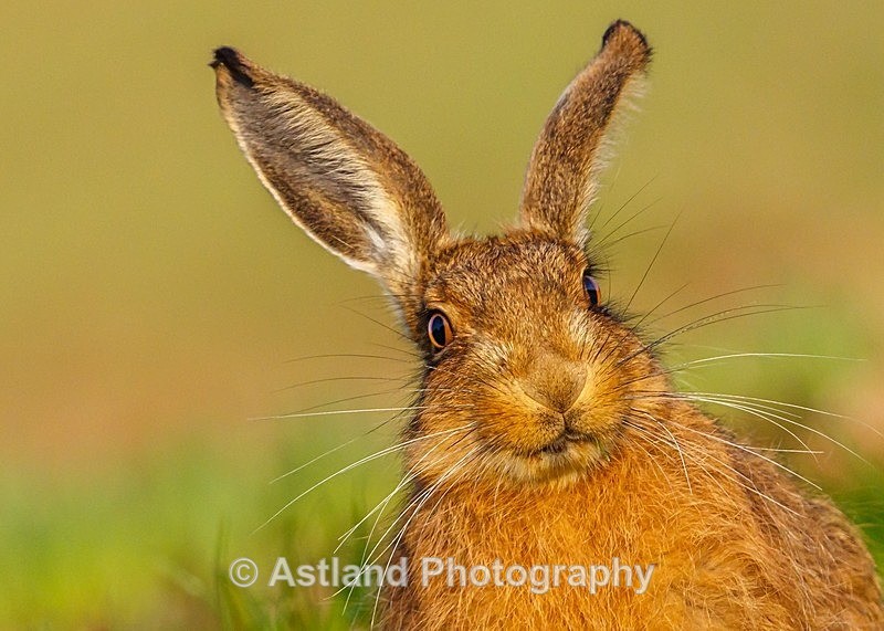 Astland Photography, Bird and Wildlife Images, Susan and Peter Wilson, U.K.