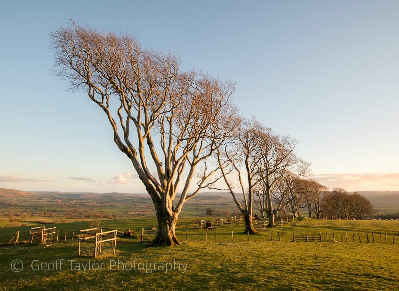 0689 Linley beeches - Stiperstones